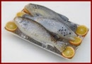 SA308 Tray of Fish on Ice